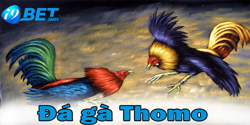 Đá gà Thomo