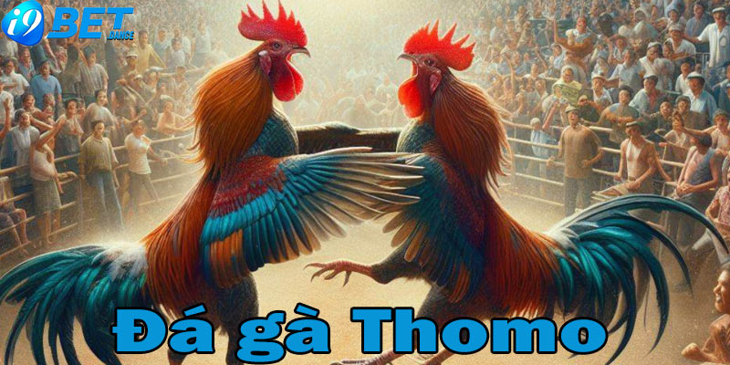 Chơi đá gà Thomo