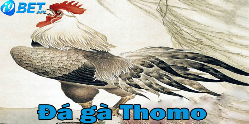 Đá gà Thomo có gì hấp dẫn?